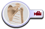 Shoulder Joint Replacement